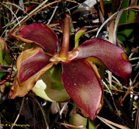 {Sarracenia rosea}